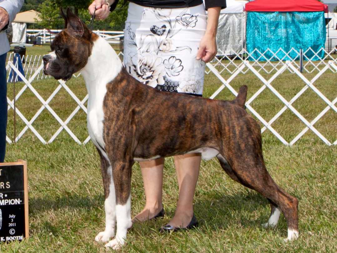 Besten Boxers Dean Brenner Dog Breeders Mcloud, OK