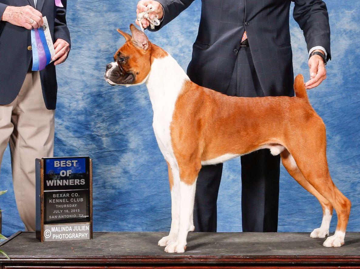 Besten Boxers Dean Brenner Dog Breeders Mcloud, OK