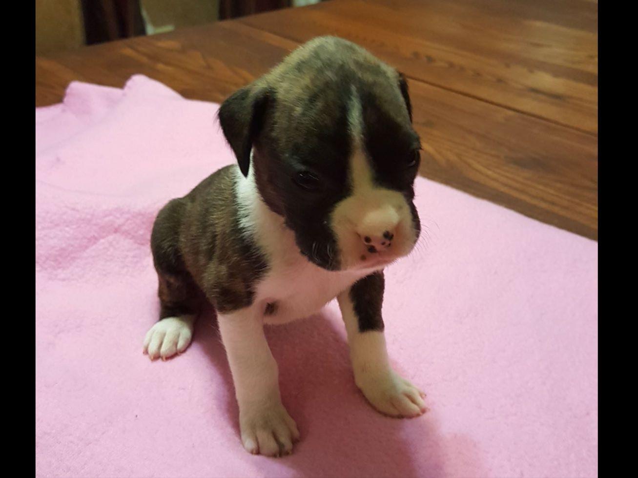 Besten Boxers Dean Brenner Dog Breeders Mcloud, OK