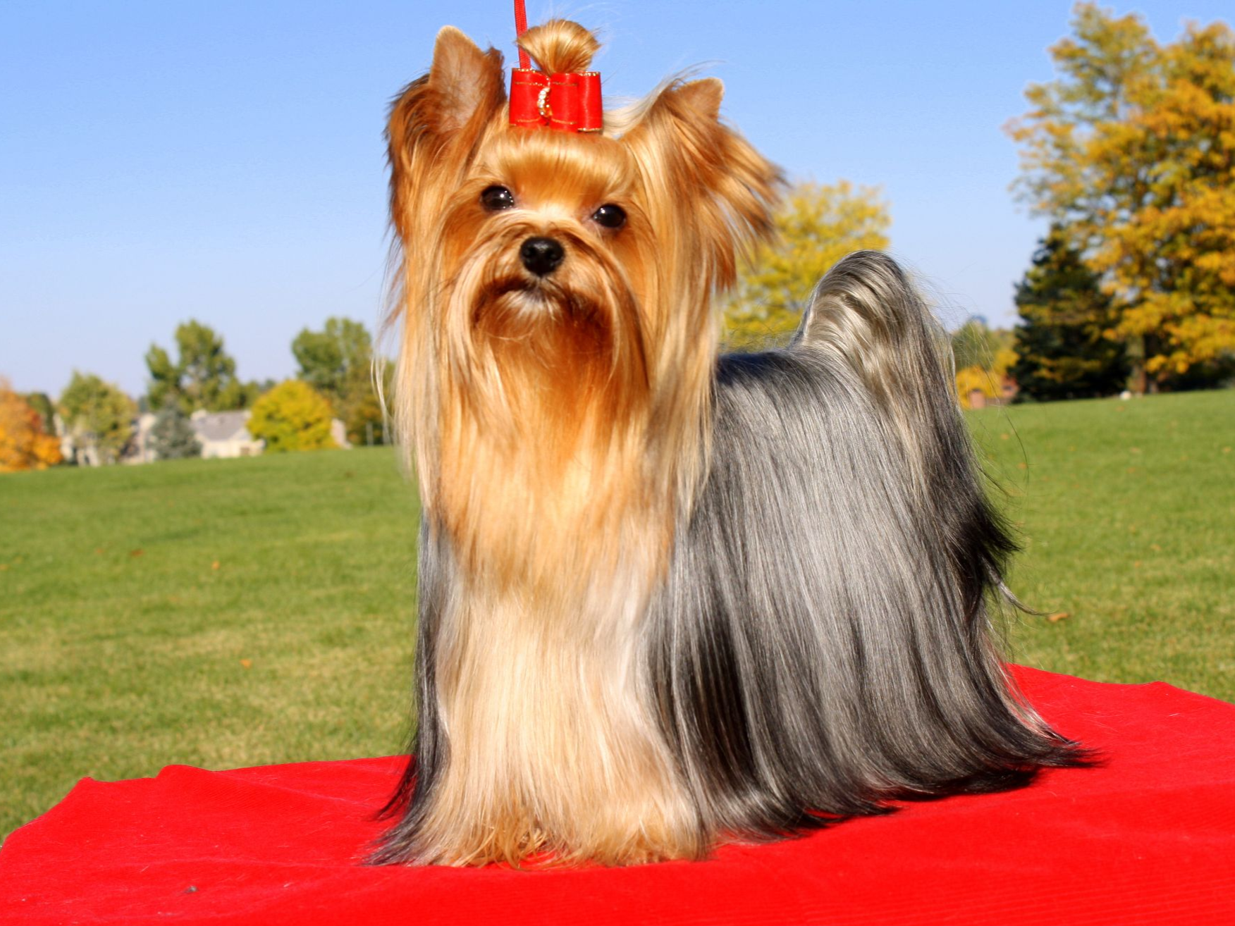 glenmore yorkies terrier puppies for sale near missouri city akc marketplace glenmore yorkies terrier puppies for sale near missouri city akc marketplace