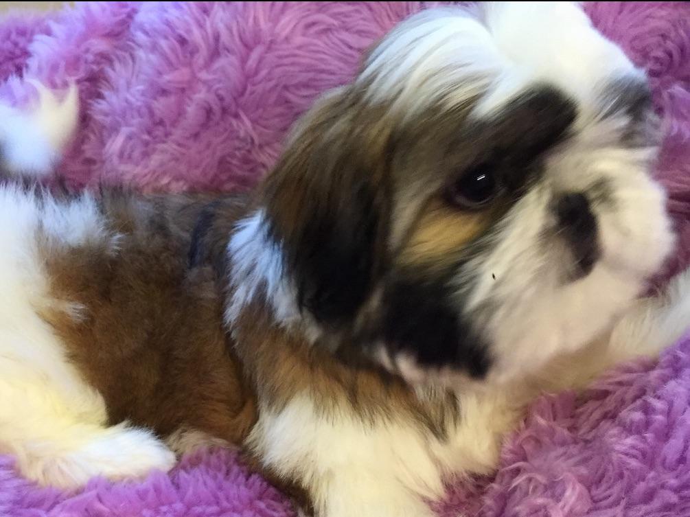 how to raise shih tzu puppies shih tzu for sale by intuition shih tzu american kennel club how to raise shih tzu puppies shih tzu for sale by intuition shih tzu american kennel club