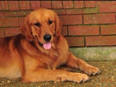 golden retriever puppies in louisiana golden retriever for sale by puppies in louisiana american kennel club golden retriever puppies in louisiana golden retriever for sale by puppies in louisiana american kennel club