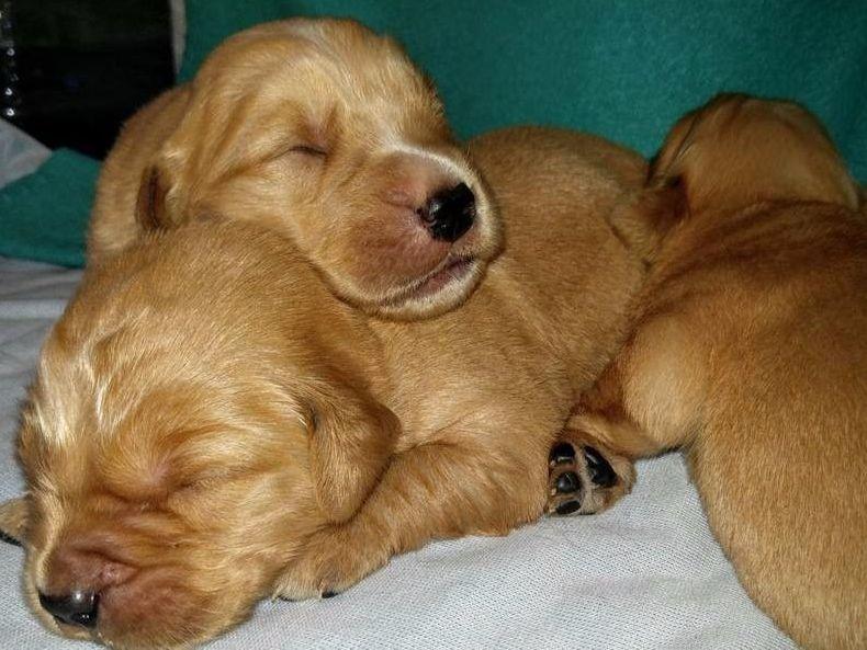 golden retriever puppies for sale louisiana golden retriever puppy for sale in louisiana breeds picture golden retriever puppies for sale louisiana golden retriever puppy for sale in louisiana breeds picture