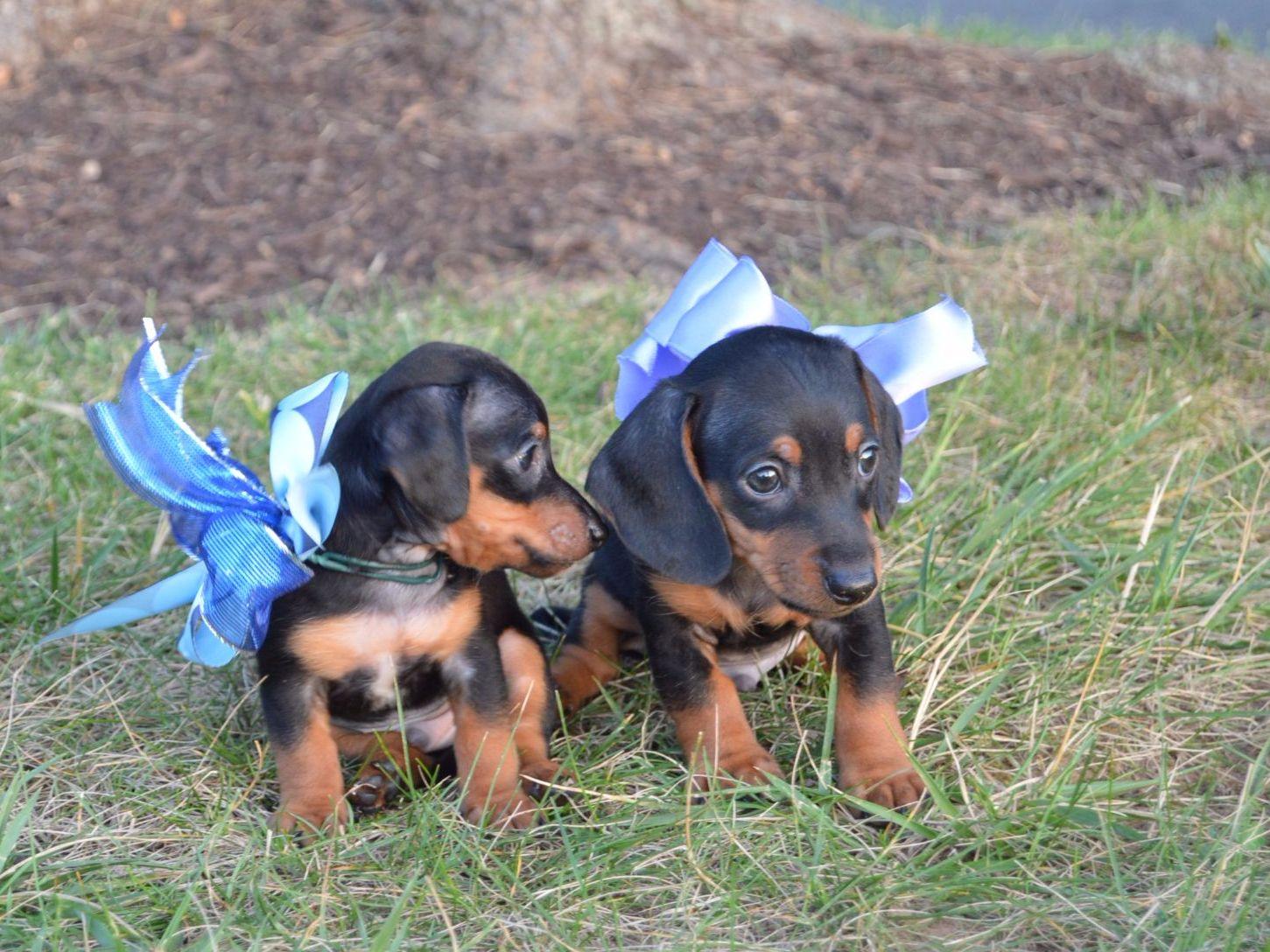 Ten Waters Miniature And Toy Dachshunds Puppies For Sale