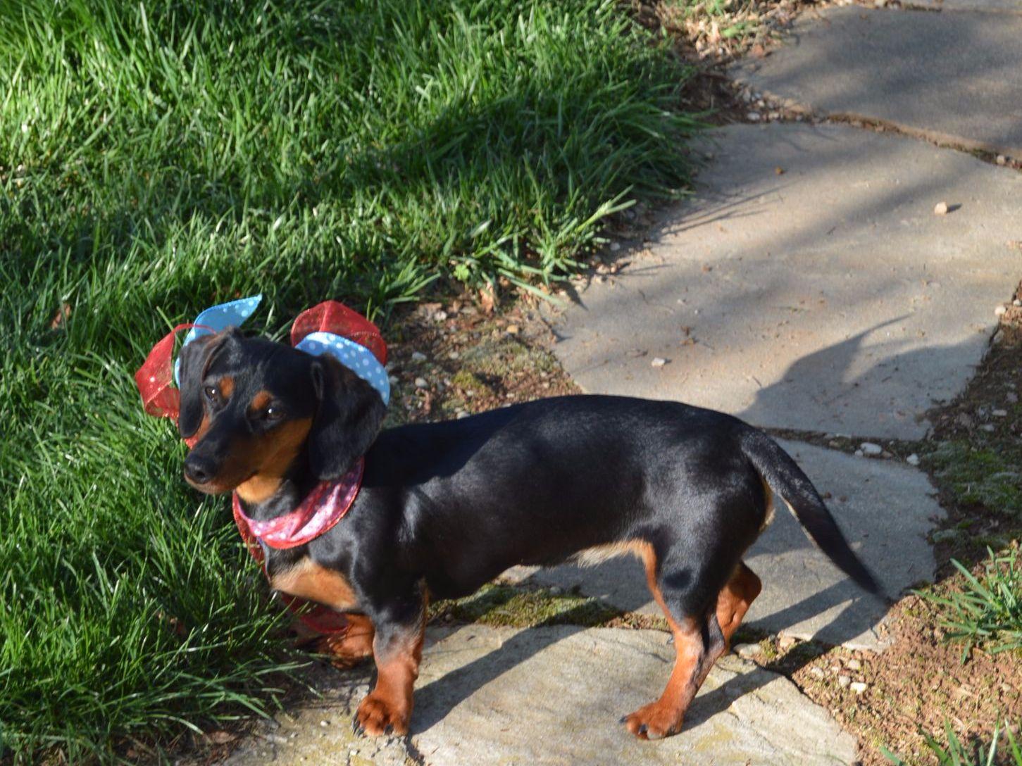 Ten Waters Miniature And Toy Dachshunds Dachshund Puppies For Sale