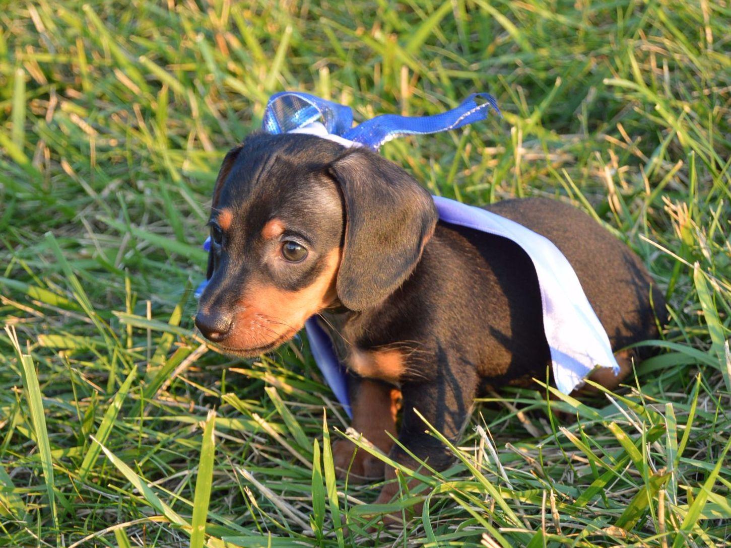 Ten Waters Miniature And Toy Dachshunds Dachshund Puppies For Sale