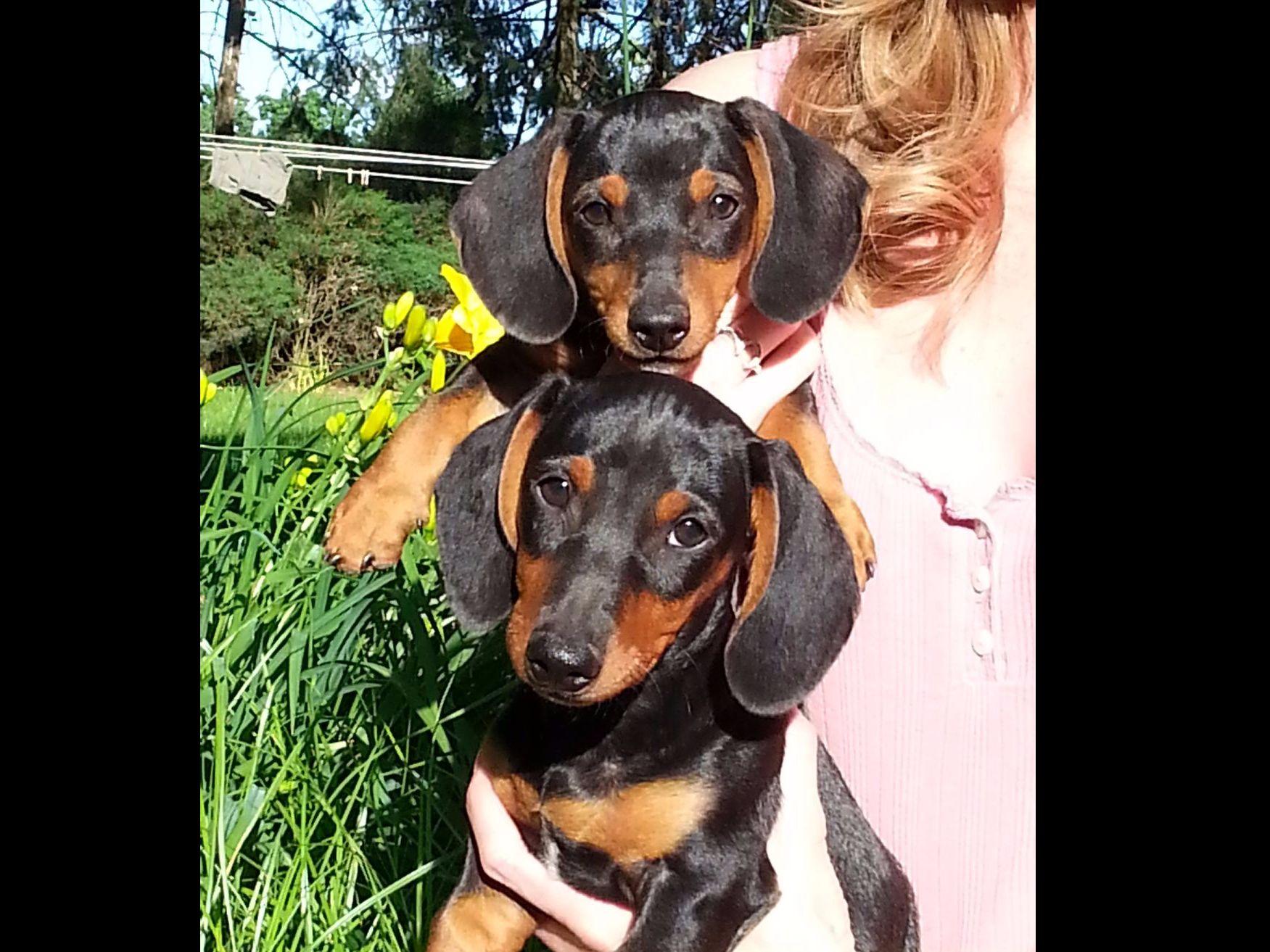 Ten Waters Miniature And Toy Dachshunds Dachshund Puppies For Sale