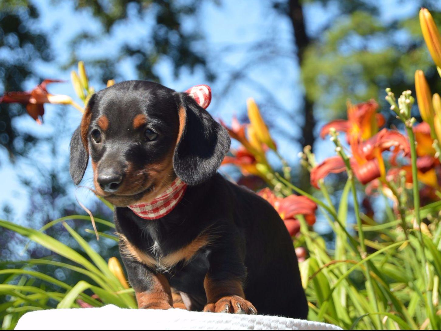 Ten Waters Miniature And Toy Dachshunds Puppies For Sale