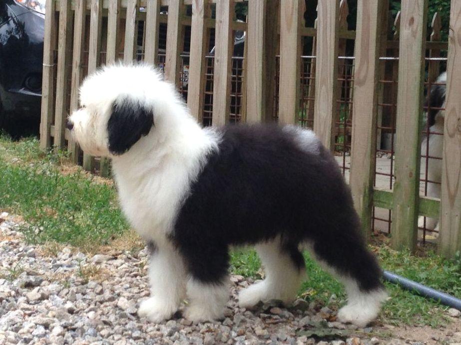 Gail Swails Shaggeybark Old English Sheepdogs Old English Sheepdog Puppies For Sale