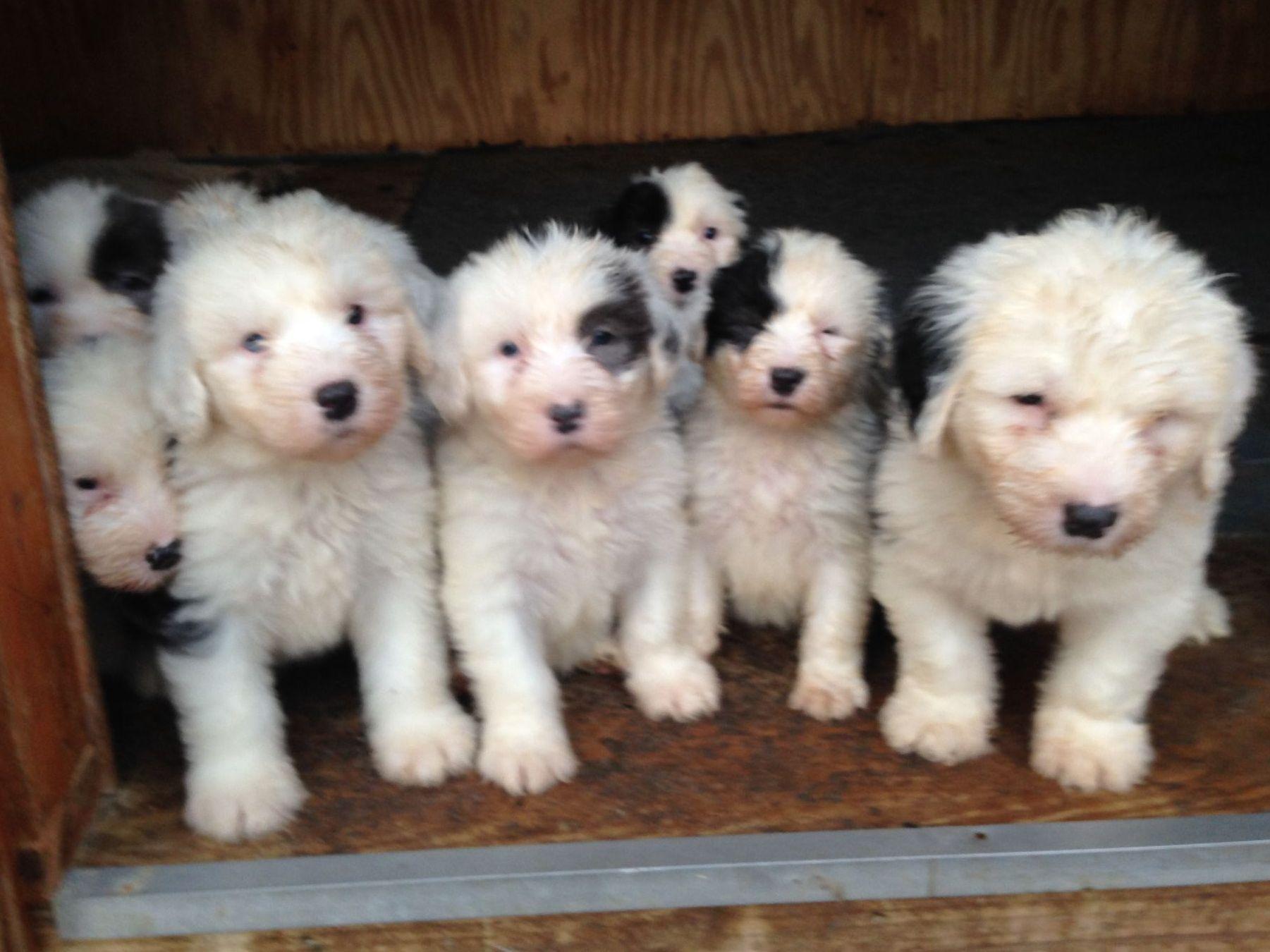 Gail Swails Shaggeybark Old English Sheepdogs Old English Sheepdog