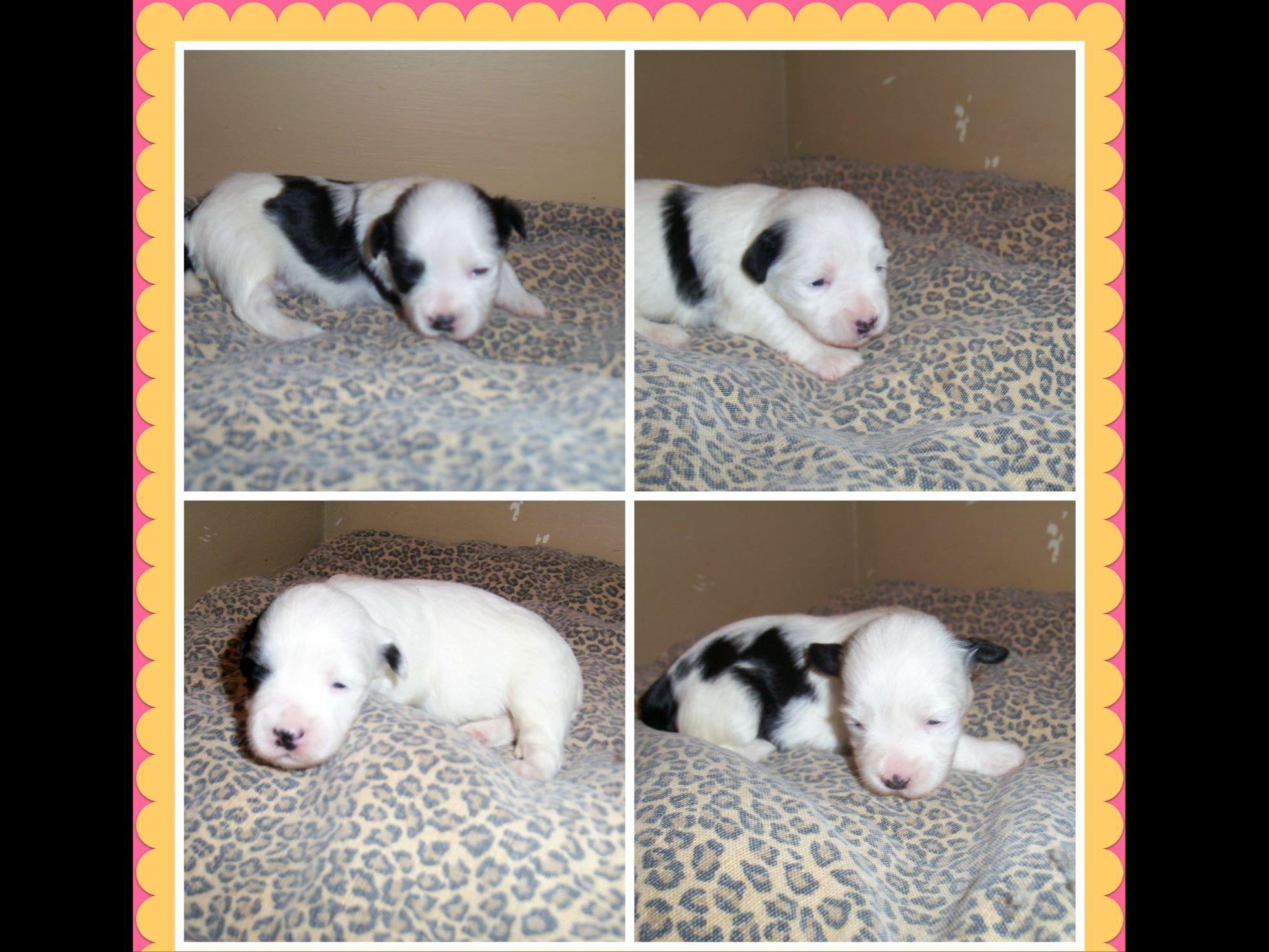 yuppy puppy havanese havanese for sale by yuppy puppy havanese american kennel club yuppy puppy havanese havanese for sale by yuppy puppy havanese american kennel club