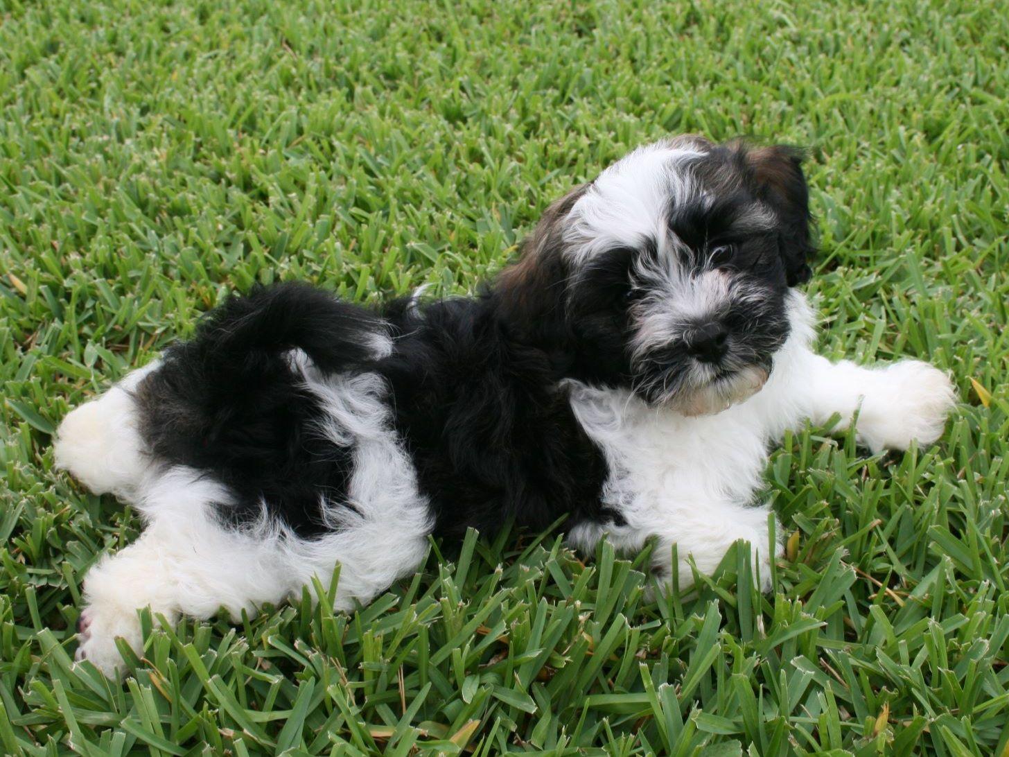yuppie puppy yuppy puppy havanese havanese puppies for sale yuppie puppy yuppy puppy havanese havanese puppies for sale