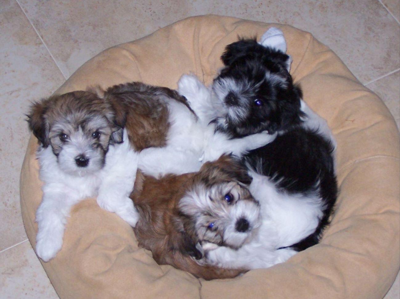 yuppy puppy havanese yuppy puppy havanese havanese puppies for sale yuppy puppy havanese yuppy puppy havanese havanese puppies for sale