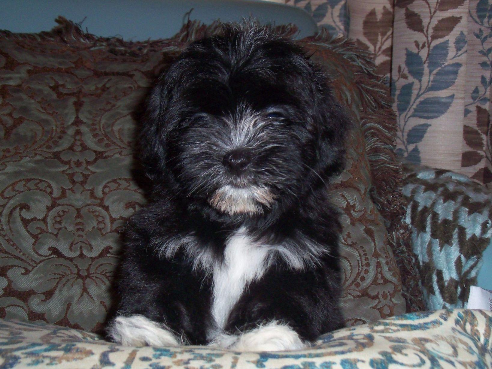 yuppy puppy havanese havanese for sale by yuppy puppy havanese american kennel club yuppy puppy havanese havanese for sale by yuppy puppy havanese american kennel club
