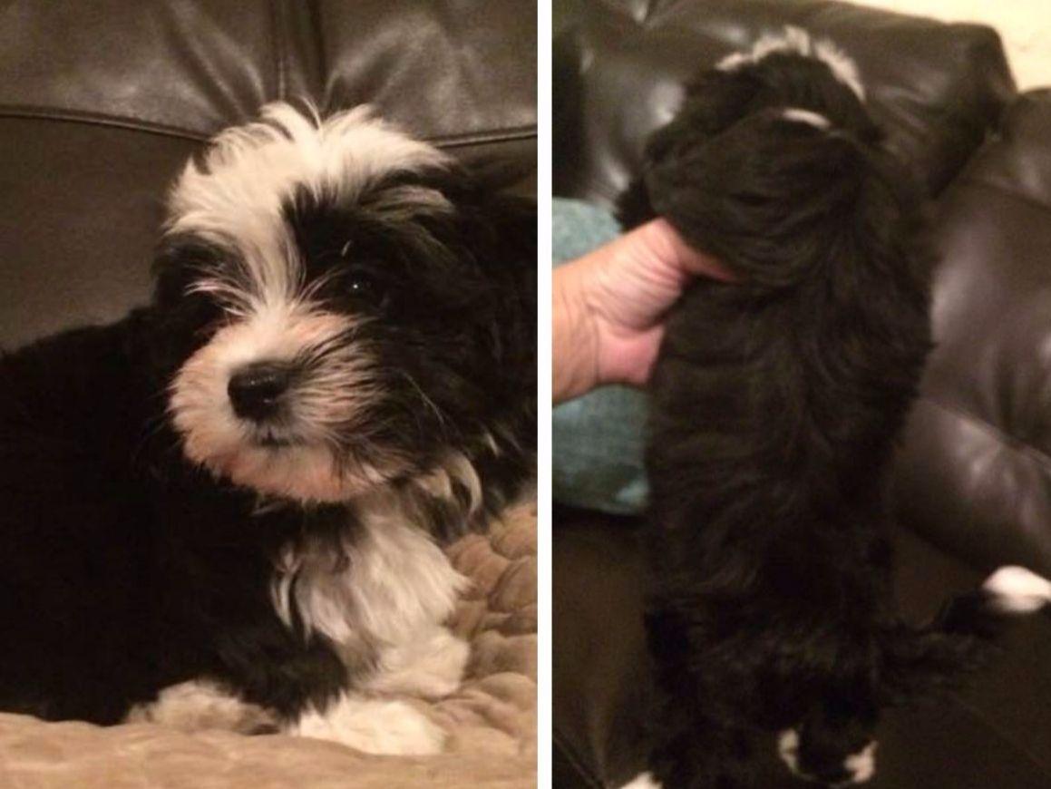 yuppy puppy havanese havanese for sale by yuppy puppy havanese american kennel club yuppy puppy havanese havanese for sale by yuppy puppy havanese american kennel club
