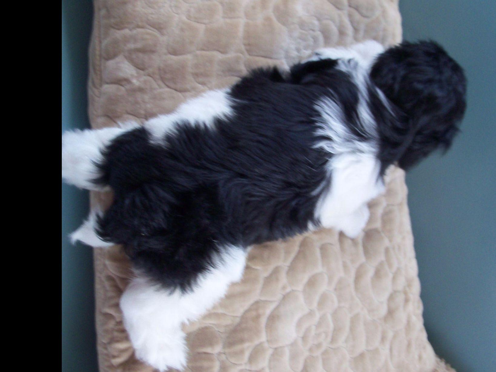 yuppy puppy havanese yuppy puppy havanese havanese puppies for sale yuppy puppy havanese yuppy puppy havanese havanese puppies for sale