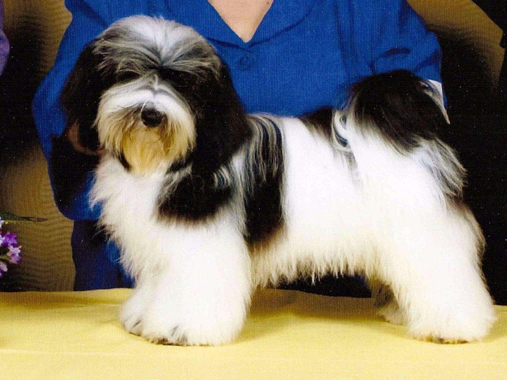 yuppy puppy havanese yuppy puppy havanese havanese puppies for sale yuppy puppy havanese yuppy puppy havanese havanese puppies for sale