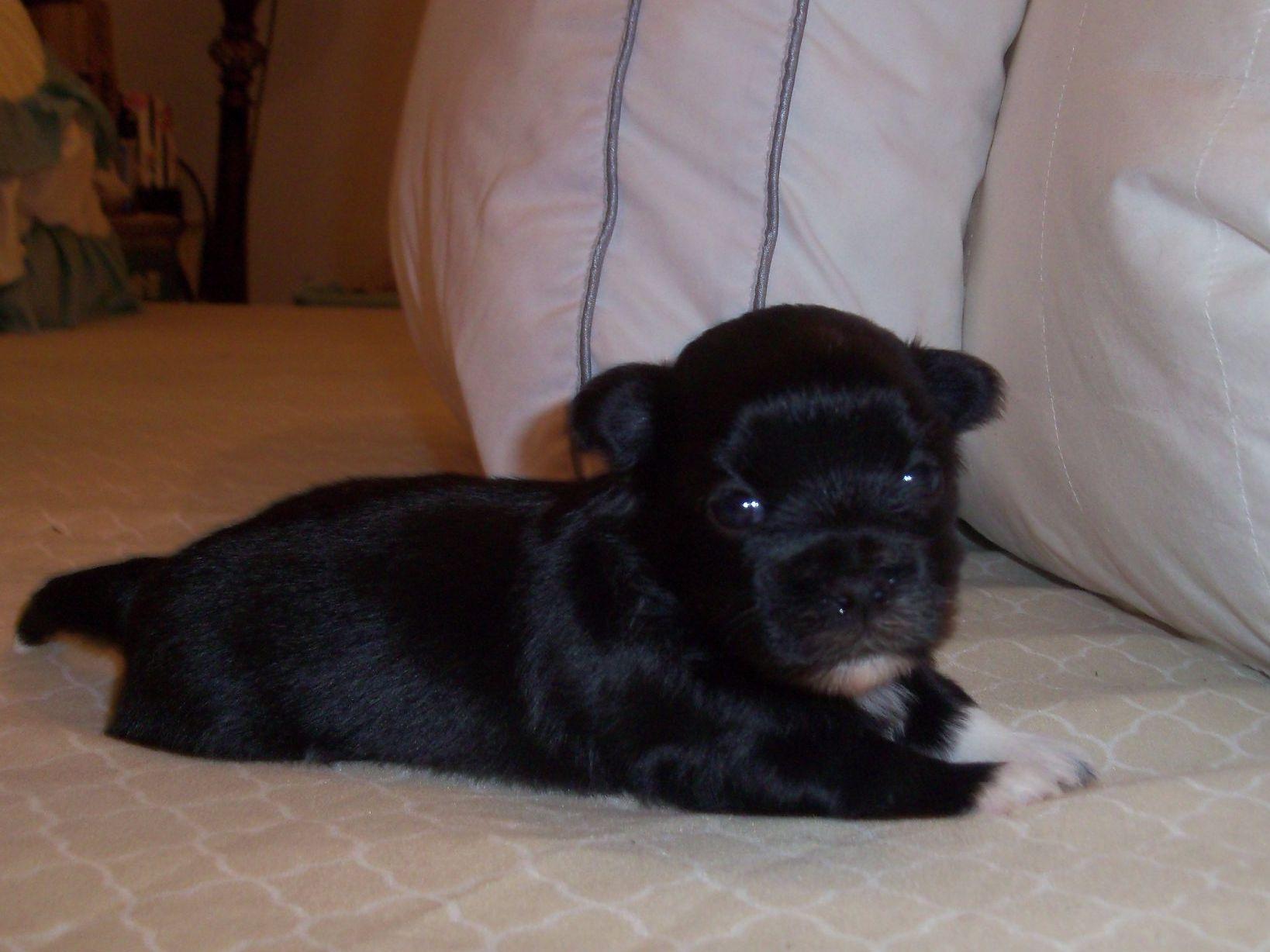 yuppy puppy havanese yuppy puppy havanese havanese puppies for sale yuppy puppy havanese yuppy puppy havanese havanese puppies for sale