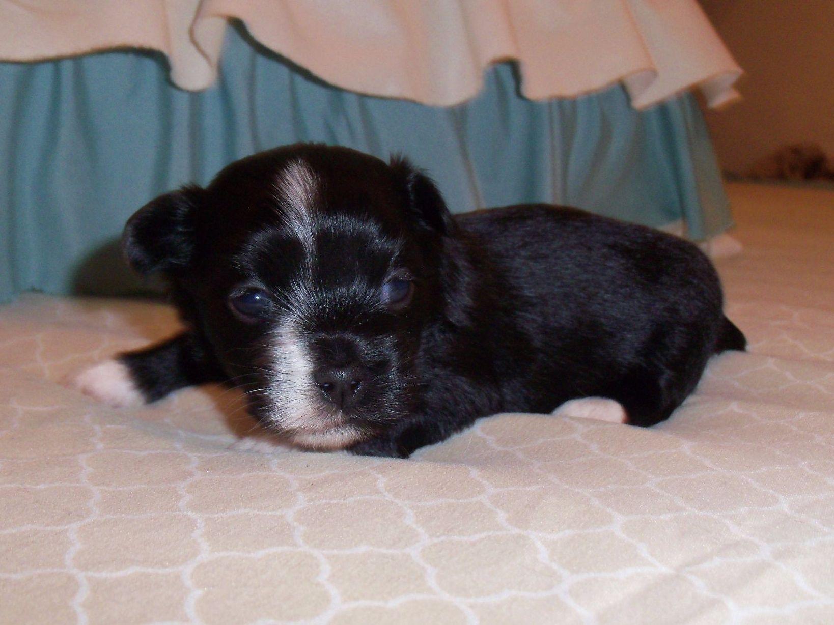 yuppy puppy havanese yuppy puppy havanese havanese puppies for sale yuppy puppy havanese yuppy puppy havanese havanese puppies for sale