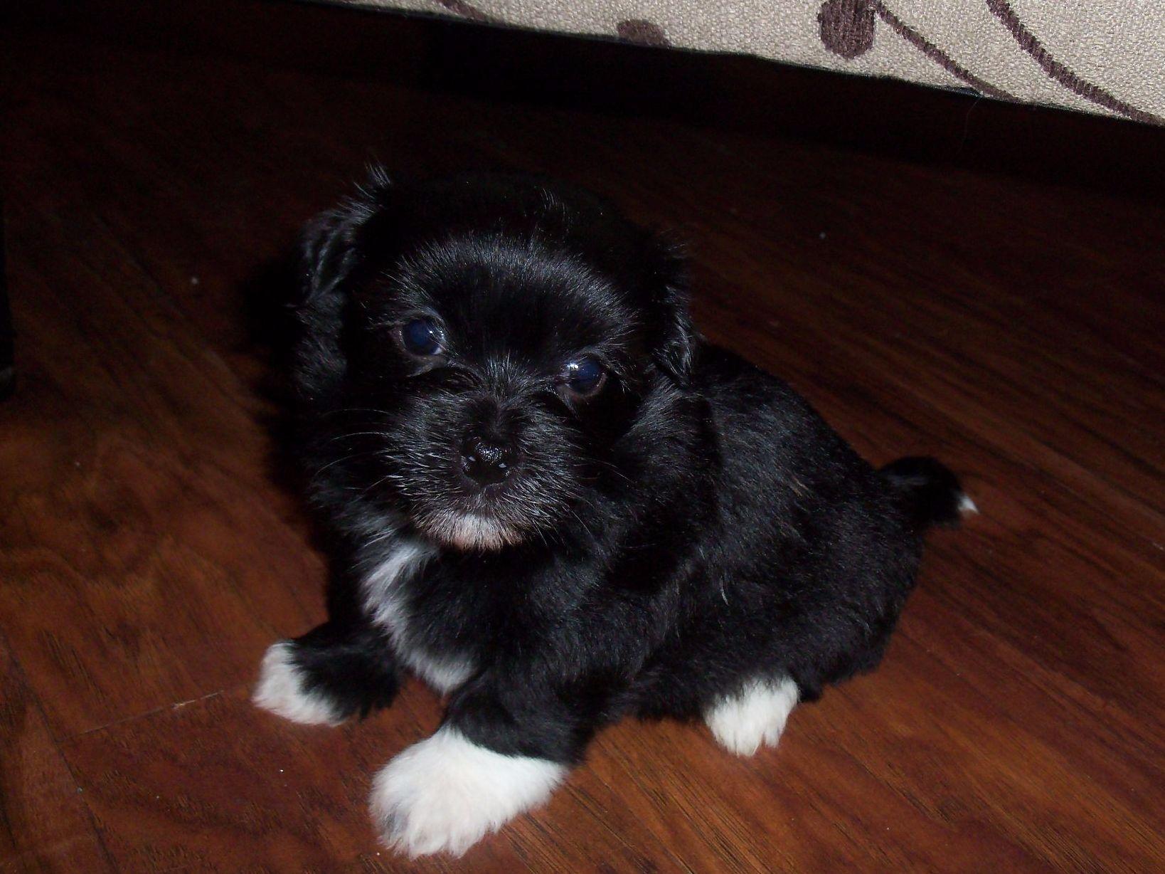 yuppy puppy havanese yuppy puppy havanese havanese puppies for sale yuppy puppy havanese yuppy puppy havanese havanese puppies for sale