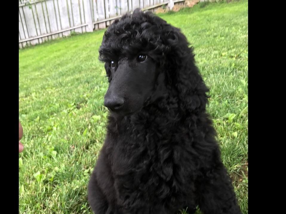 yorkie breeders in pittsburgh pa standard poodle puppies pittsburgh pa dogs in our photo yorkie breeders in pittsburgh pa standard poodle puppies pittsburgh pa dogs in our photo