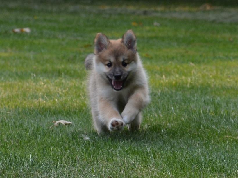 TriStar Icelandics Icelandic Sheepdog Puppies For Sale