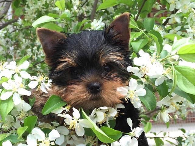 yorkie encephalitis yorkie terrier special qualities breeds picture yorkie encephalitis yorkie terrier special qualities breeds picture
