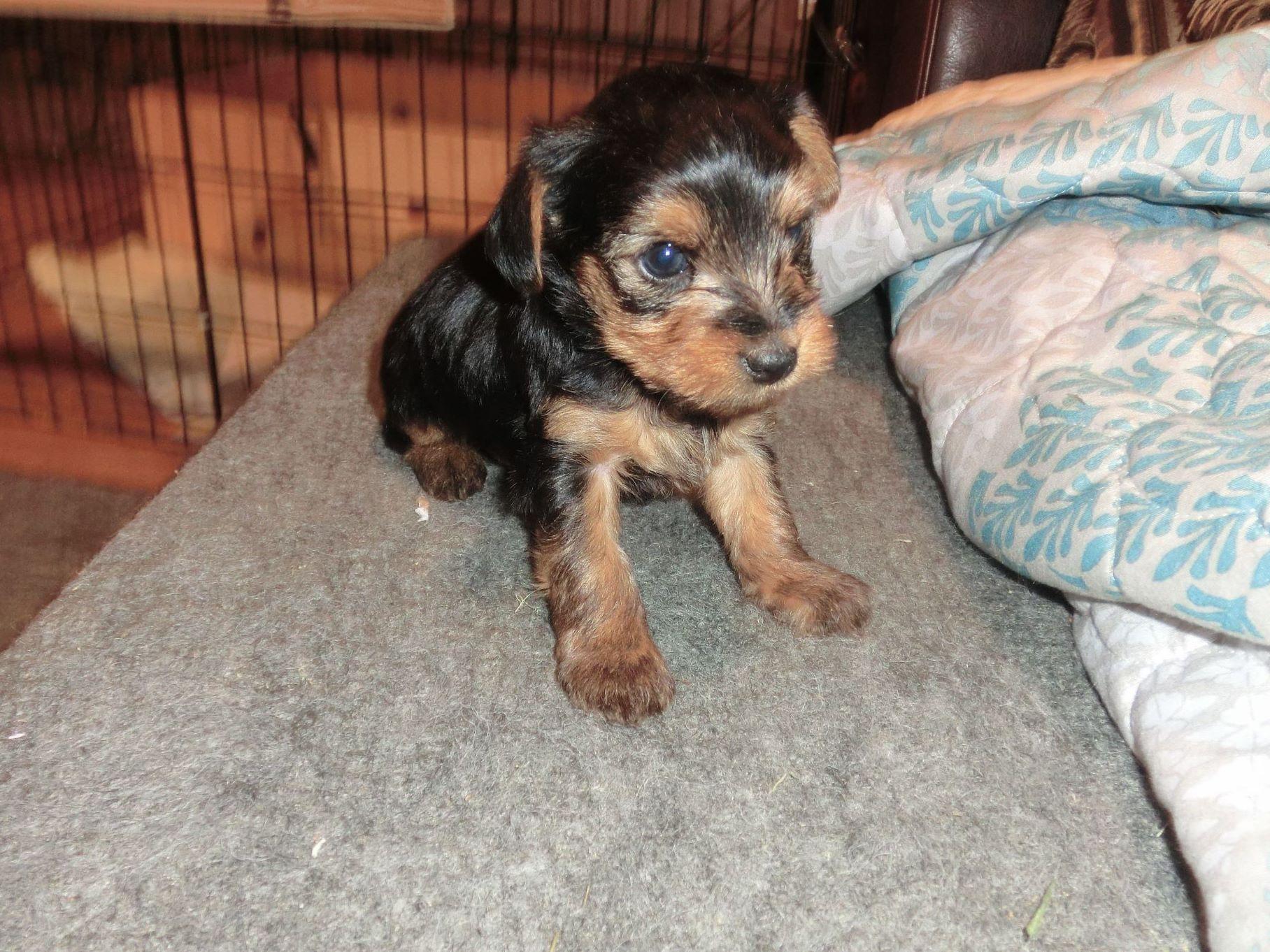 yorkie dew claws carapella terrier puppies for sale yorkie dew claws carapella terrier puppies for sale