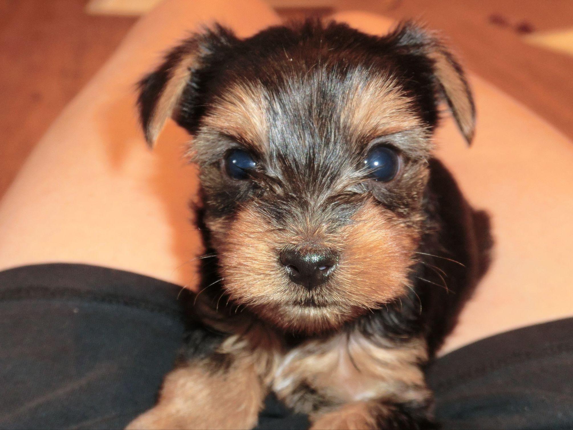 yorkie dew claw carapella terrier puppies for sale yorkie dew claw carapella terrier puppies for sale