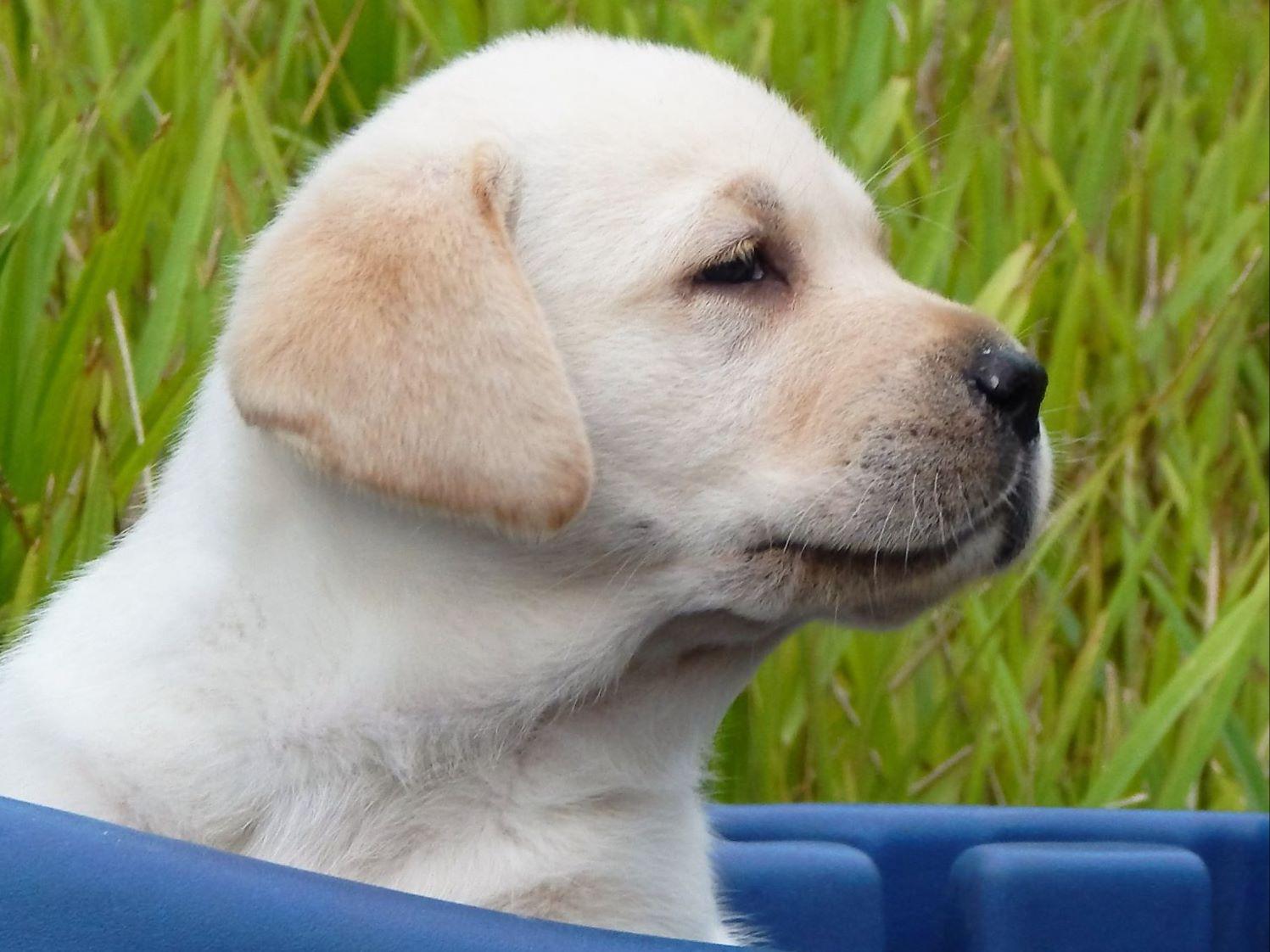 Puppies For Sale New Smyrna Beach Fl Puppies For Sale New Smyrna Beach Fl