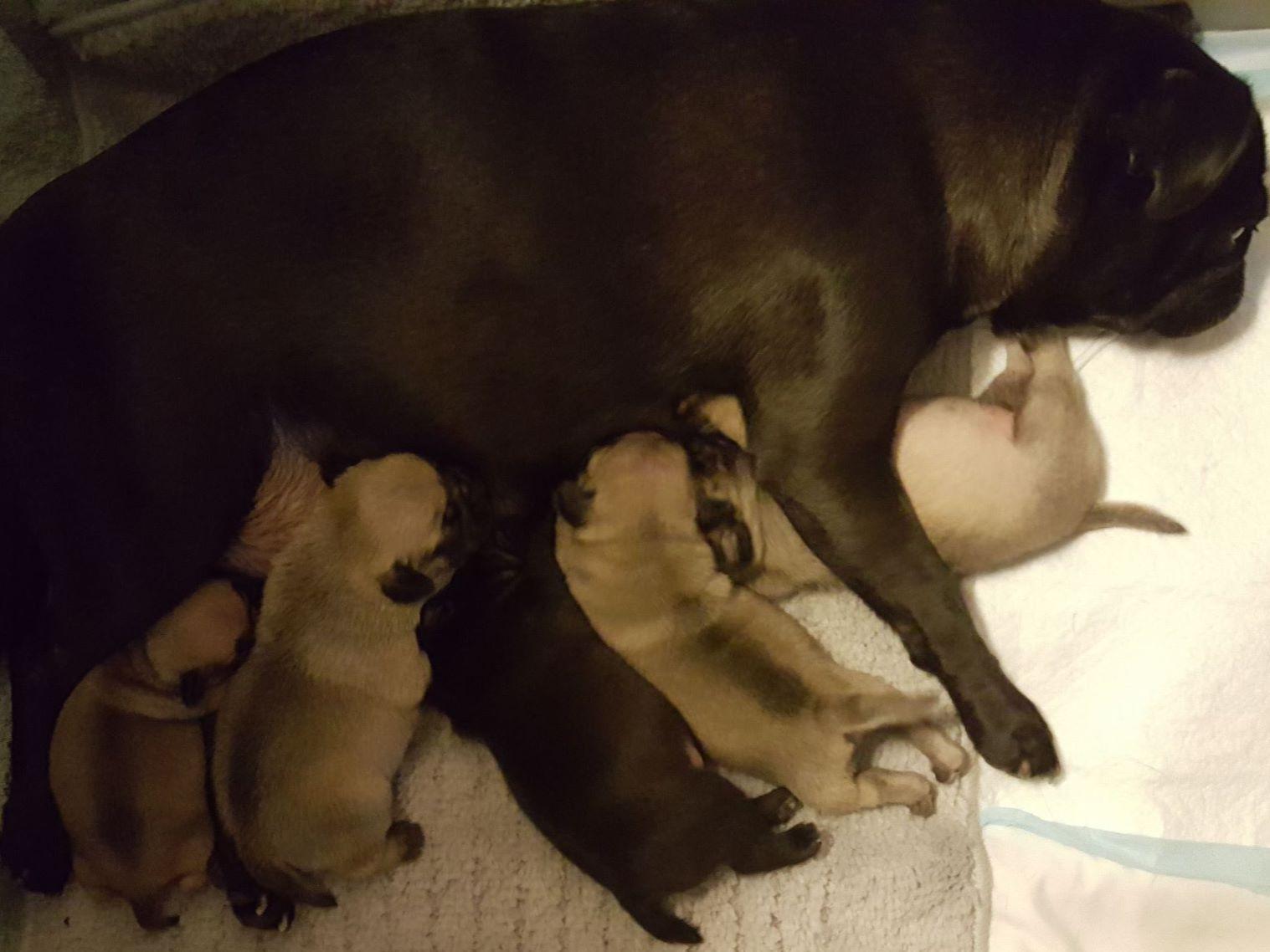 pug gestation pug breeders enfield ct pug gestation pug breeders enfield ct