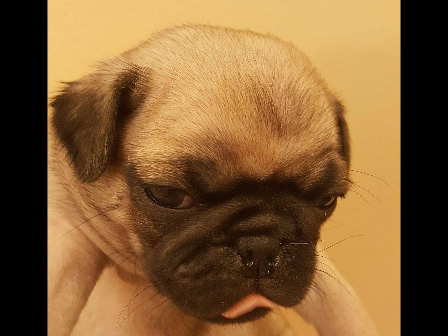 pug gestation pug puppies for sale pug gestation pug puppies for sale