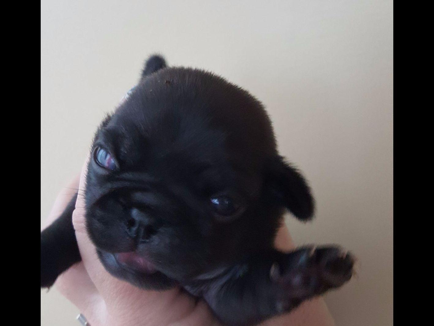 pug gestation pug puppies for sale pug gestation pug puppies for sale