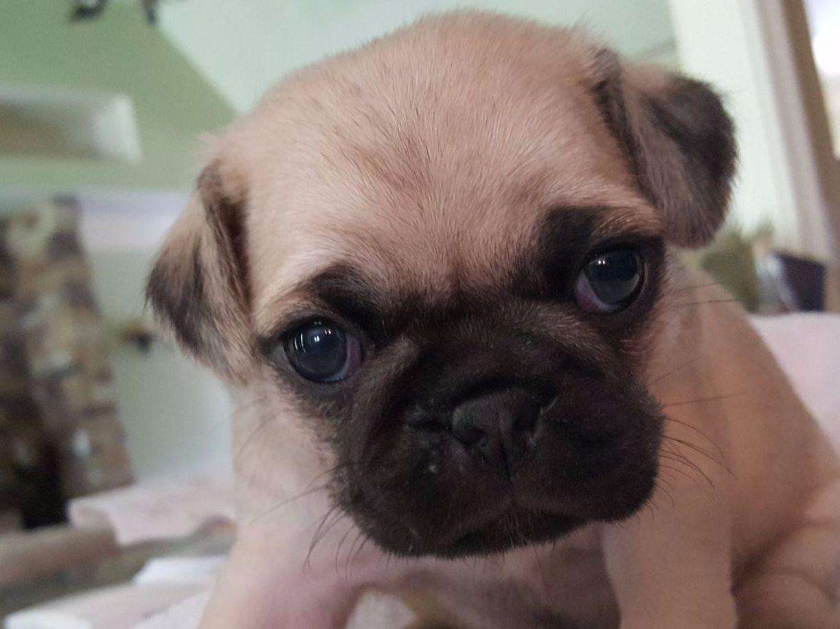 pug mating tips pug pug puppies for sale pug mating tips pug pug puppies for sale