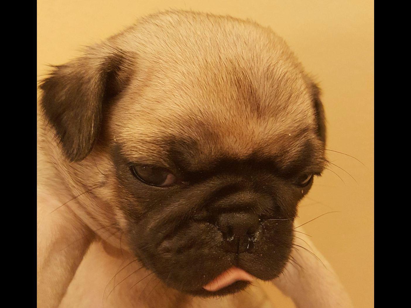 pug mating tips pug pug puppies for sale pug mating tips pug pug puppies for sale