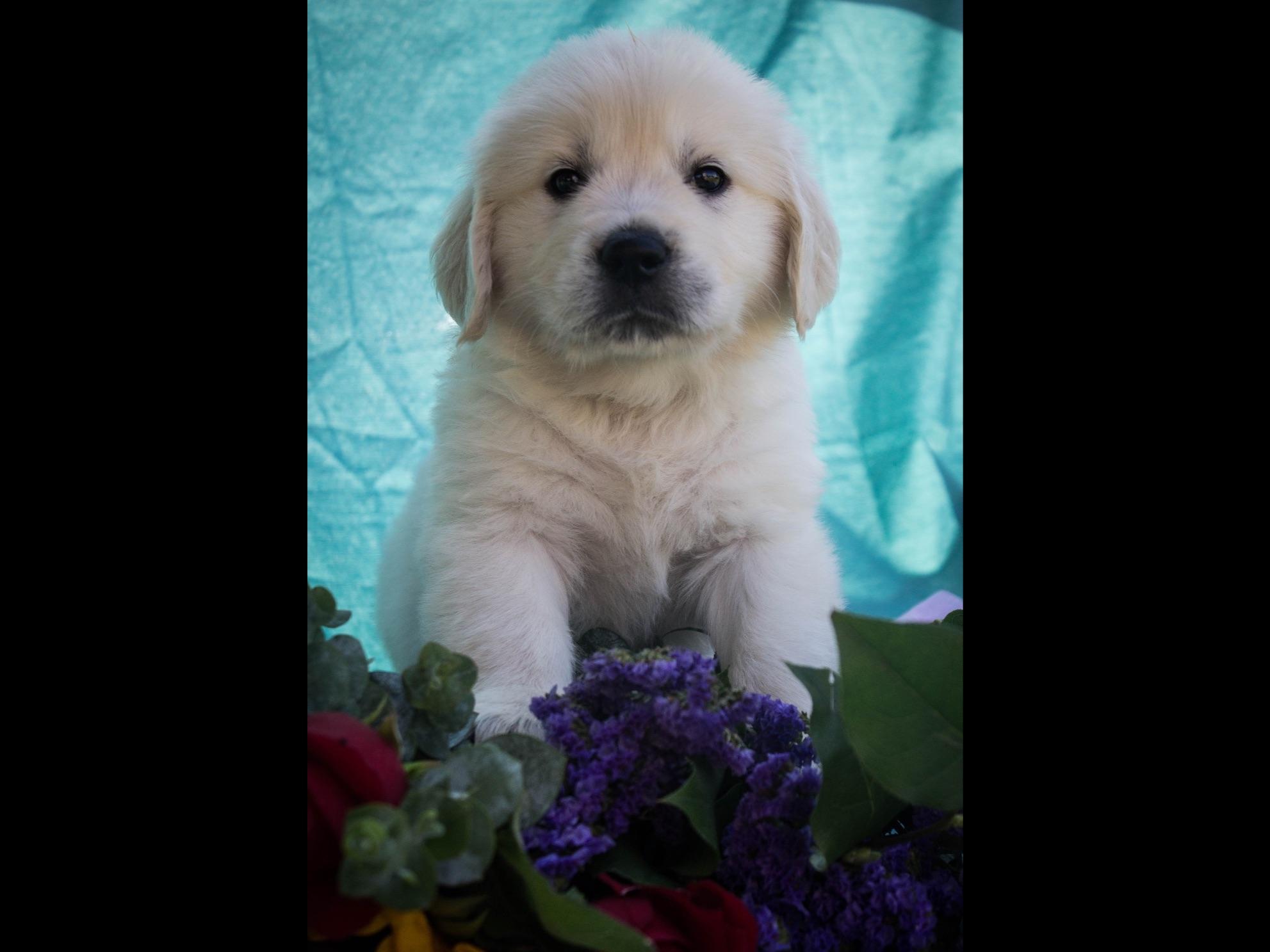 golden retriever colors akc golden retriever for sale by lucky charm golden retrievers american kennel club golden retriever colors akc golden retriever for sale by lucky charm golden retrievers american kennel club