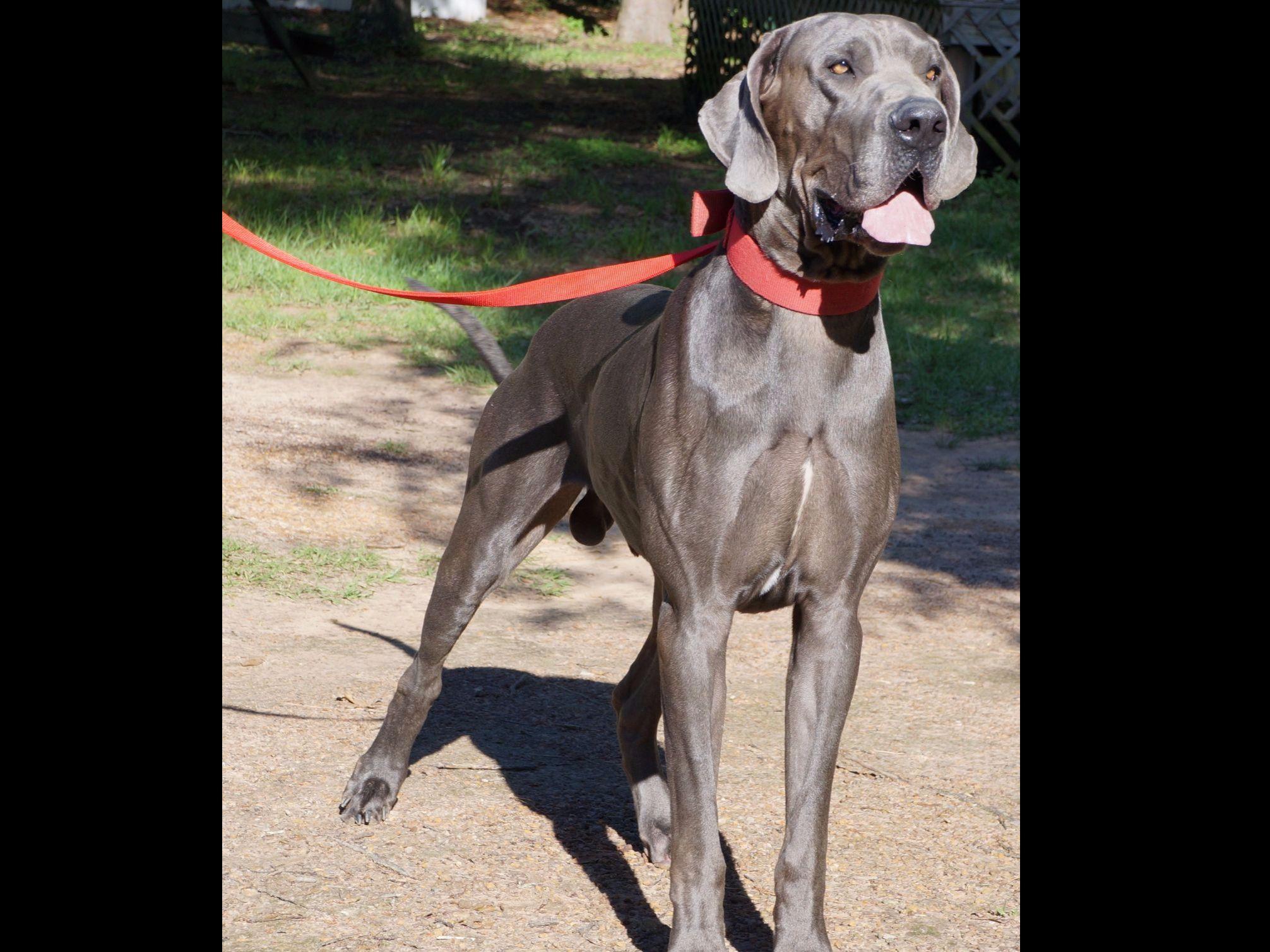 Great Dane For Sale by BREEDERS OF QUALITY EUROPEAN AND AMERICAN GREAT