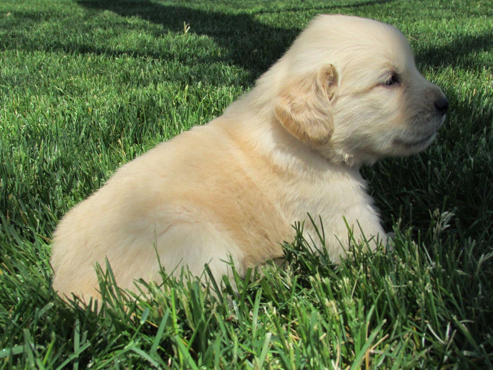 Lakeview Goldens Golden Retriever Puppies For Sale