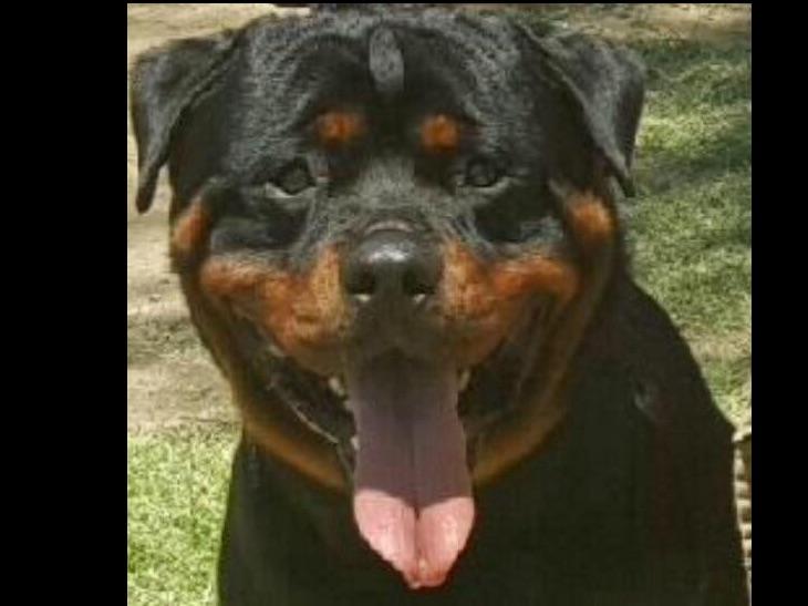 rottweiler puppies for sale in lubbock jlc rotts rottweiler puppies for sale rottweiler puppies for sale in lubbock jlc rotts rottweiler puppies for sale