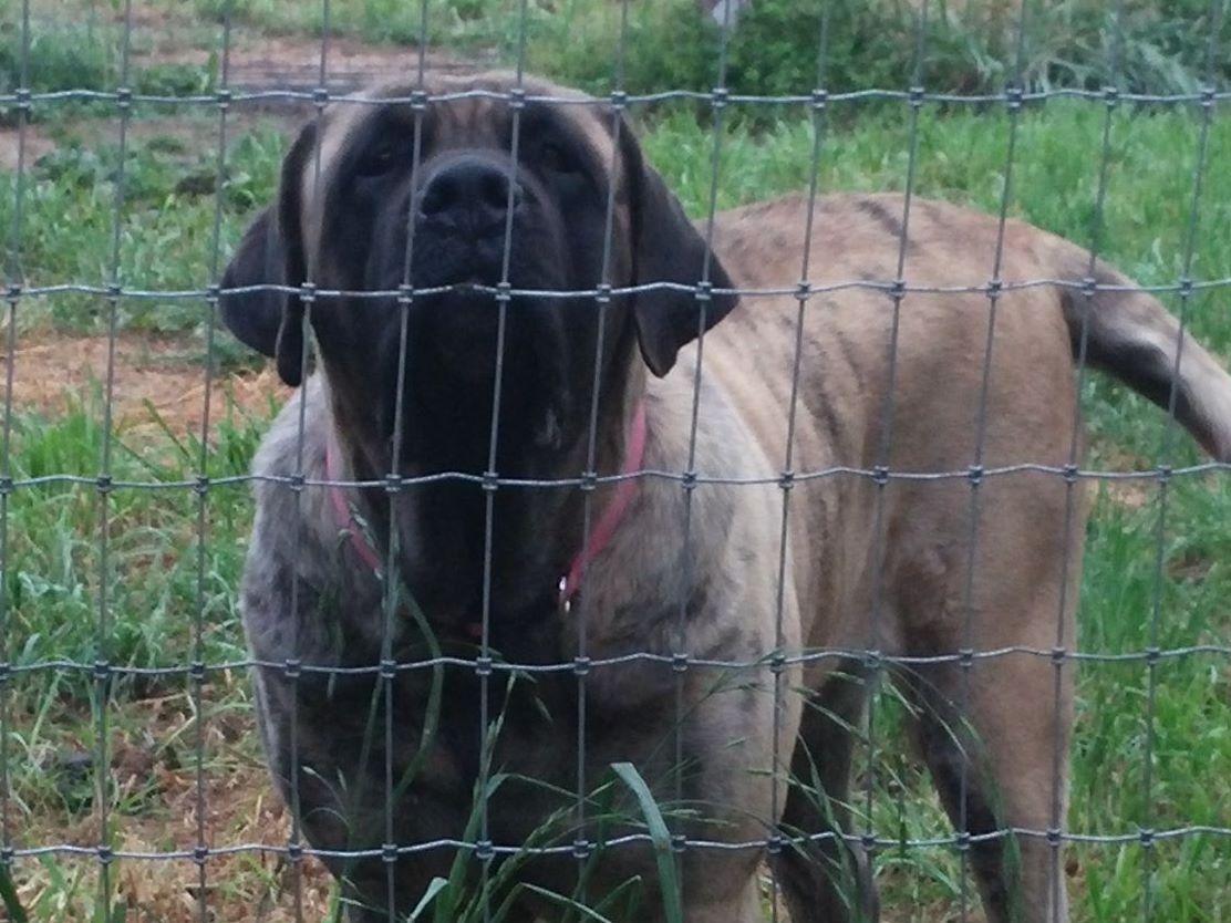 puppies for sale in fairbanks fairbanks mastiff puppies for sale puppies for sale in fairbanks fairbanks mastiff puppies for sale