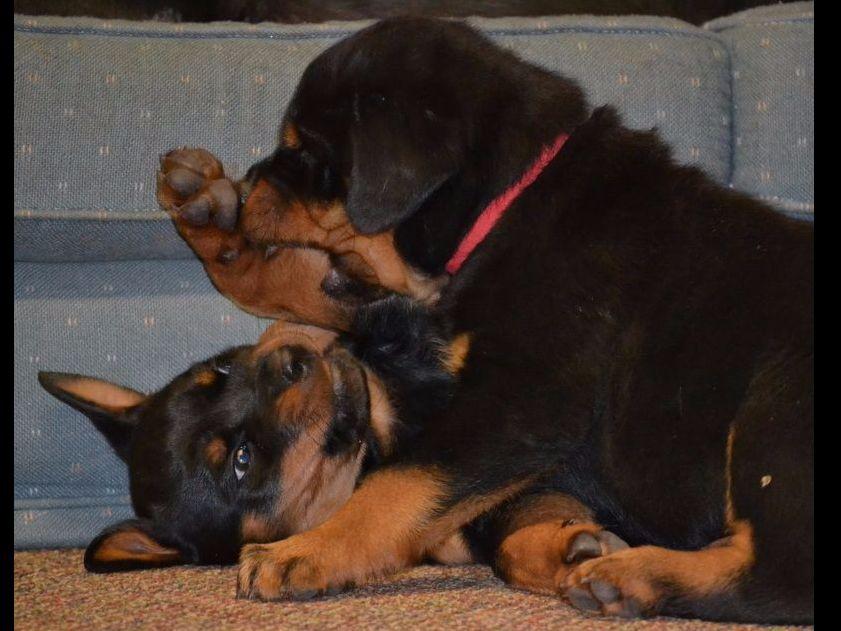 steinhausen rottweilers rottweiler for sale by haus fischer rottweilers american kennel club steinhausen rottweilers rottweiler for sale by haus fischer rottweilers american kennel club
