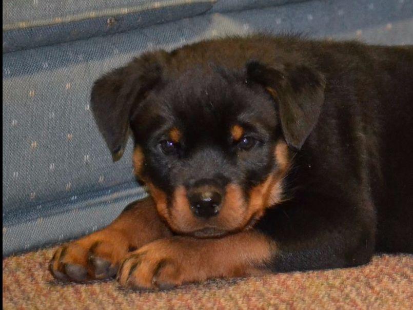 steinhausen rottweilers rottweiler for sale by haus fischer rottweilers american kennel club steinhausen rottweilers rottweiler for sale by haus fischer rottweilers american kennel club