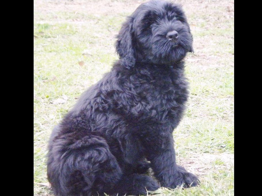 Black Russian Terrier For Sale by Russian Guard Black Russian Terriers, Alesta American Hairless