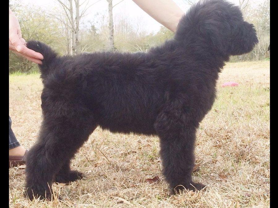 Black Russian Terrier For Sale by Russian Guard Black Russian Terriers, Alesta American Hairless