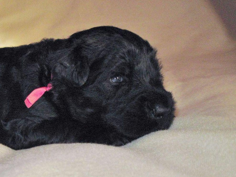 Russian Guard Black Russian Terriers, Alesta American Hairless Terriers Black Russian Terrier