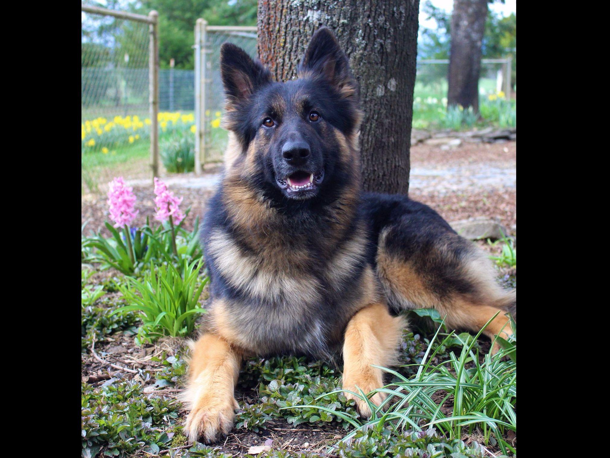belgian sheepdog breeders in oregon windridge german shepherds german shepherd dog puppies for sale belgian sheepdog breeders in oregon windridge german shepherds german shepherd dog puppies for sale