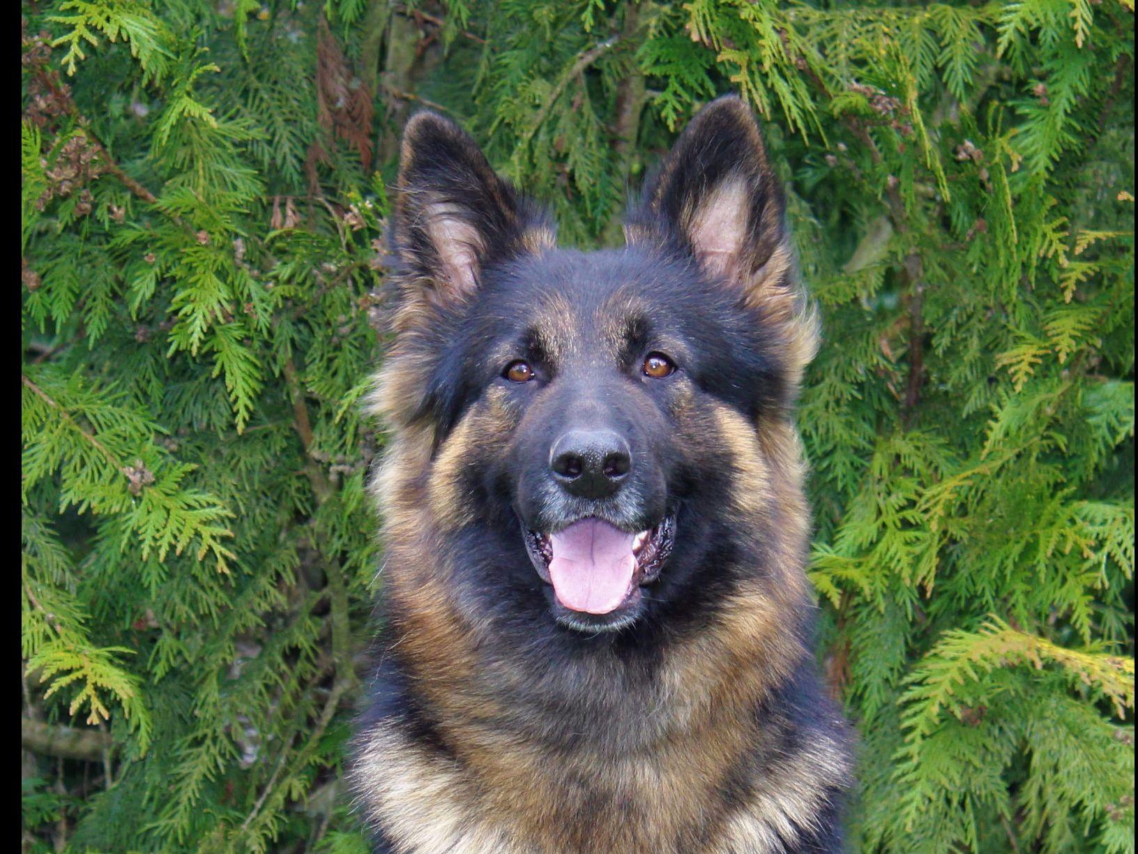 belgian sheepdog breeders in oregon windridge german shepherds german shepherd dog puppies for sale belgian sheepdog breeders in oregon windridge german shepherds german shepherd dog puppies for sale