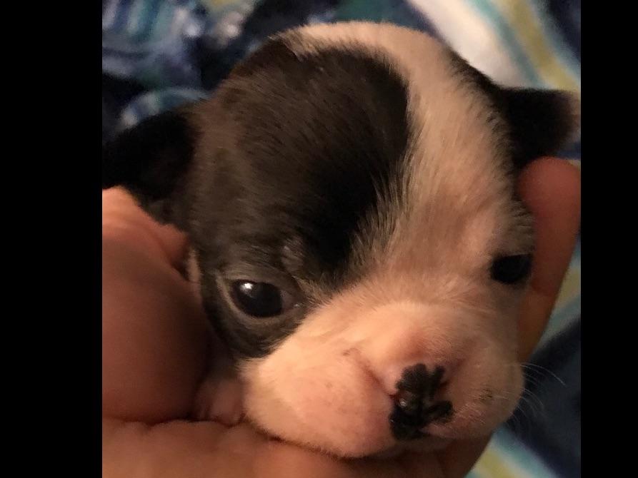 Boston's And Danes Playhouse Great Dane Puppies For Sale