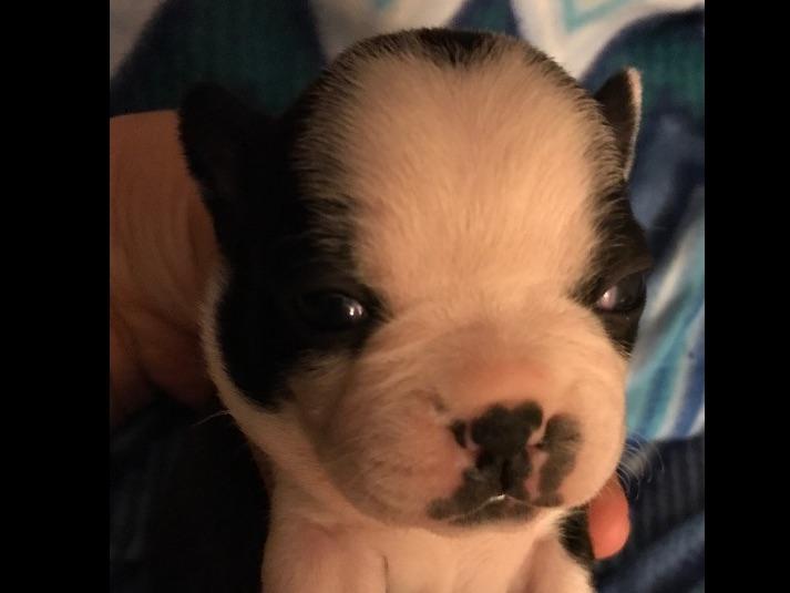 Boston's And Danes Playhouse Great Dane Puppies For Sale