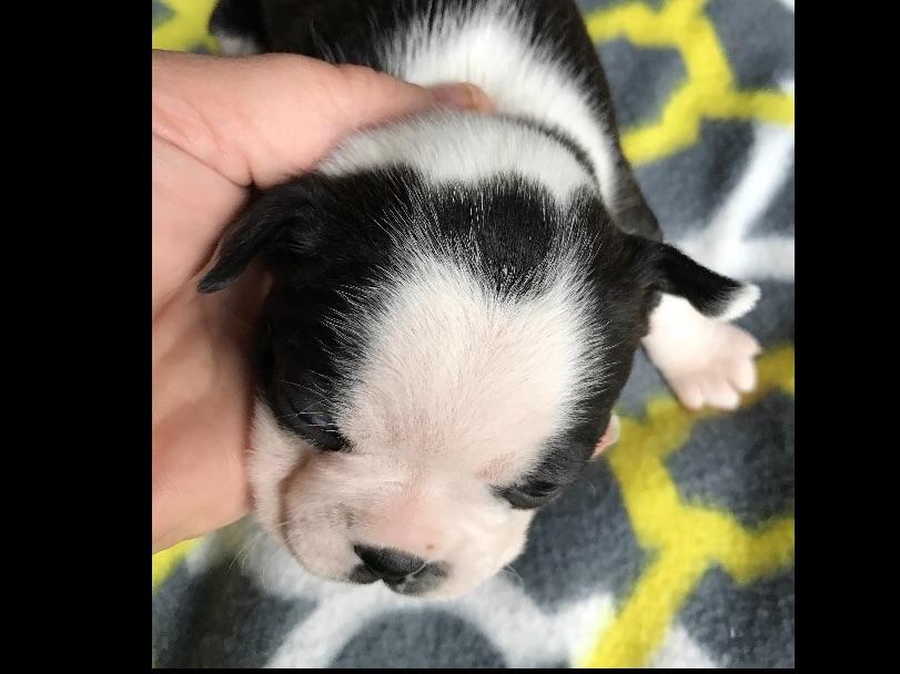 Boston's And Danes Playhouse Great Dane Puppies For Sale